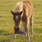 Lifestyle foto Paardenspeelgoed QHP Snackcounter Fries