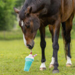 Lifestyle foto Paardenspeelgoed QHP Snackcounter Milkshake