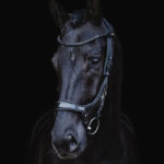Voorzijde lifestyle foto Hoofdstel PresTeq FaySport BlackPearl