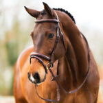 Lifestyle foto Hoofdstel BR Shepshed Zwart/Zilver