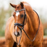 Lifestyle foto Hoofdstel BR Hamilton Zwart/Zilver