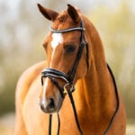 Lifestyle foto Hoofdstel BR Hailsham Zwart/Wit