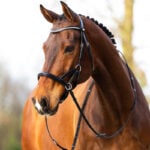 Lifestyle foto Sidepull Hoofdstel BR Thaxted