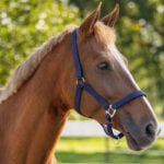Lifestyle fotot Gevoerd QHP Halster Navy