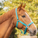 Lifestyle fotot Gevoerd QHP Halster Teal