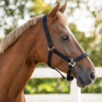 Lifestyle fotot Gevoerd QHP Halster Zwart