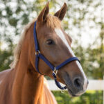 Lifestyle afbeelding Gevoerd QHP Halster Navy