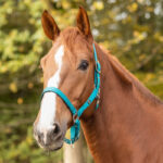Lifestyle afbeelding Gevoerd QHP Halster Teal