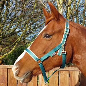 Bucas Halster Dublin Atlantic/Zilver